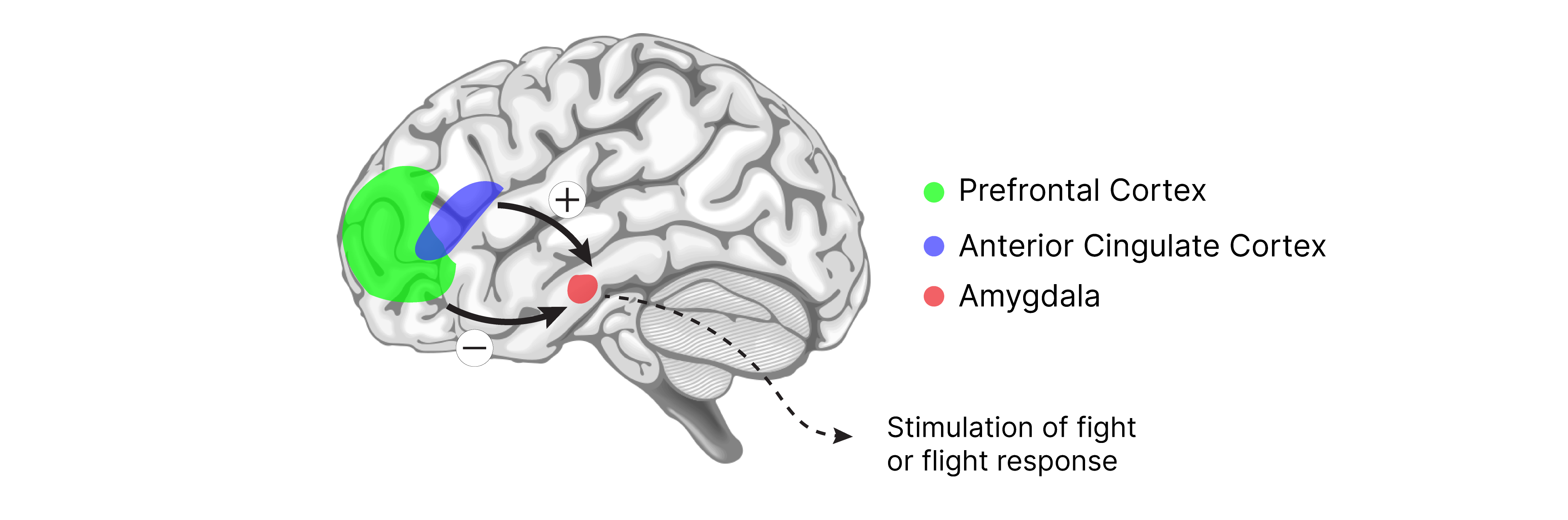 brain analysis